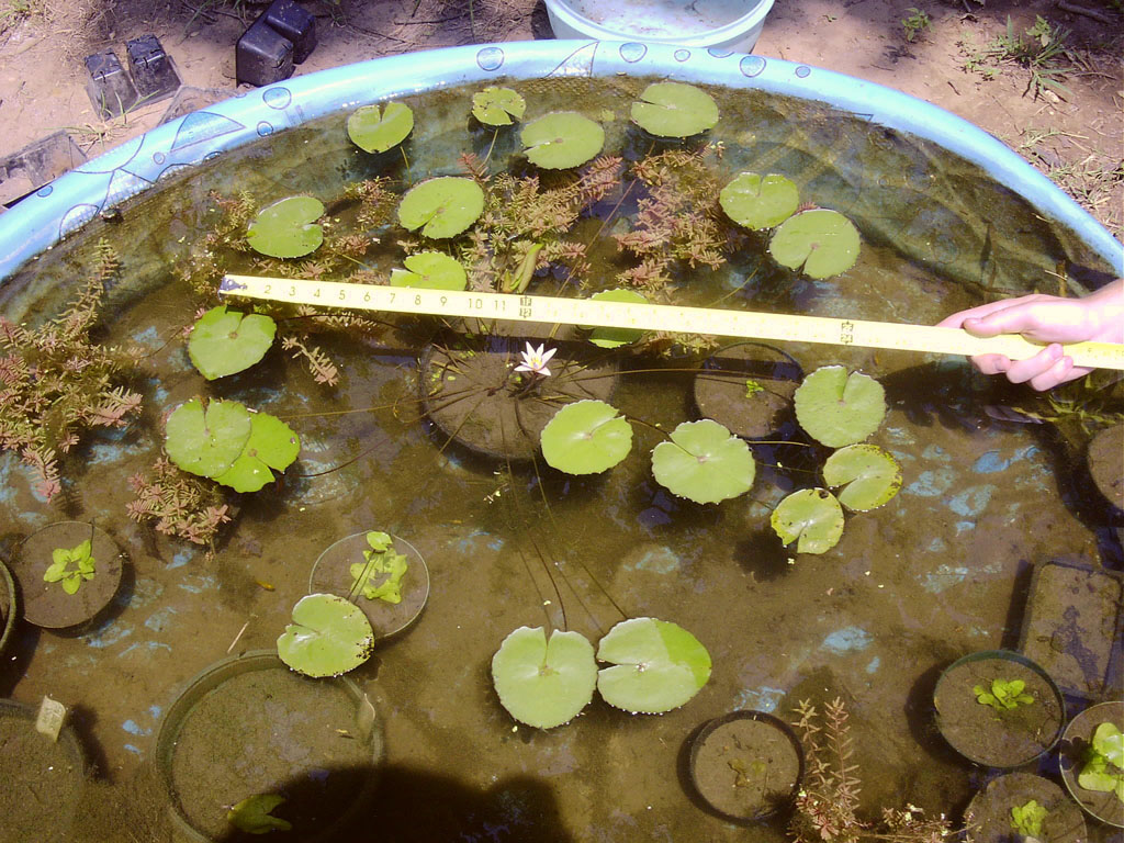 Nymphaea minuta July 26 06 Image020